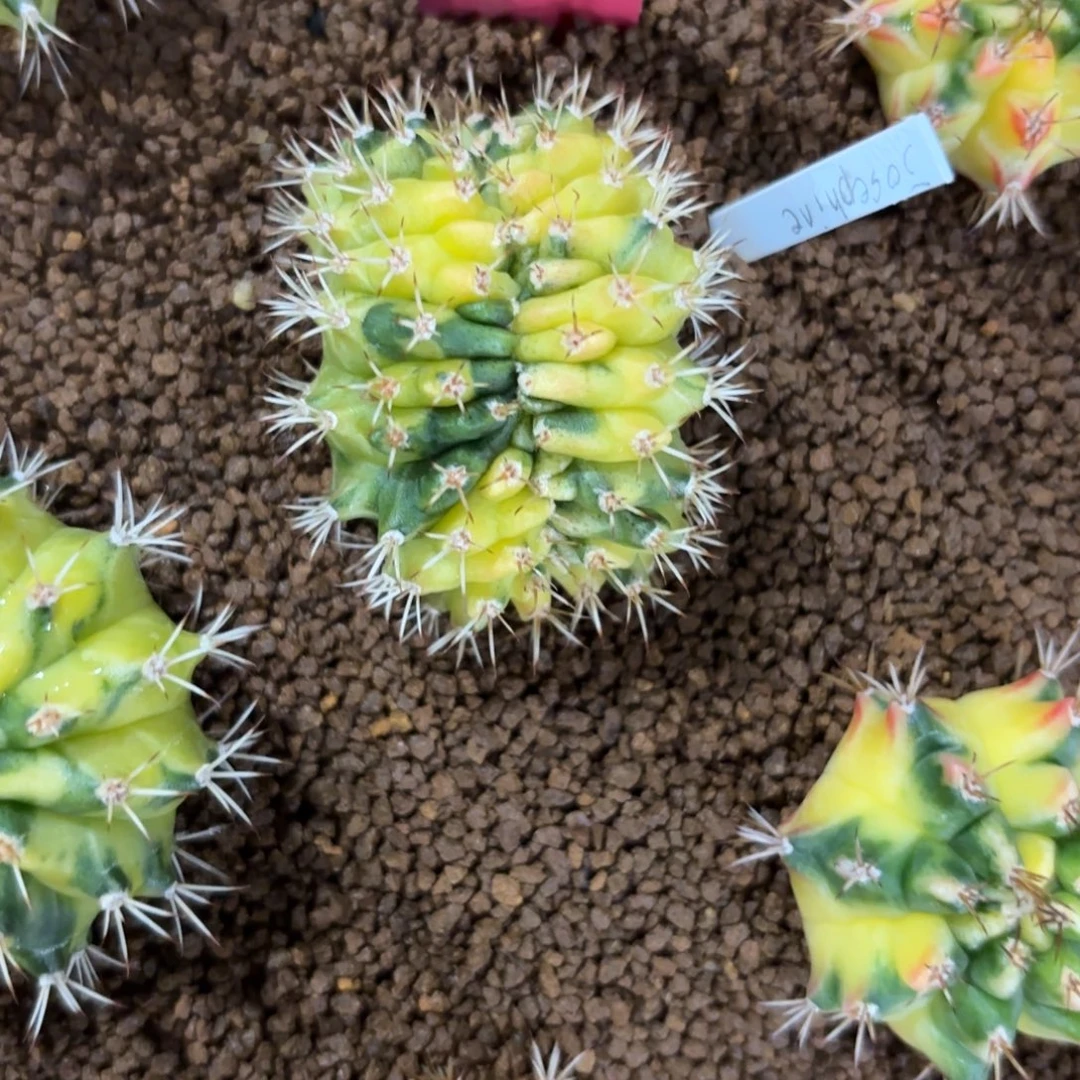 你***粑127-1219泰国发货多肉