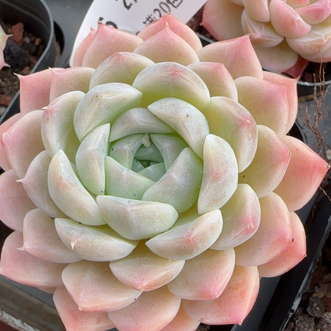 花语逸境0209-656