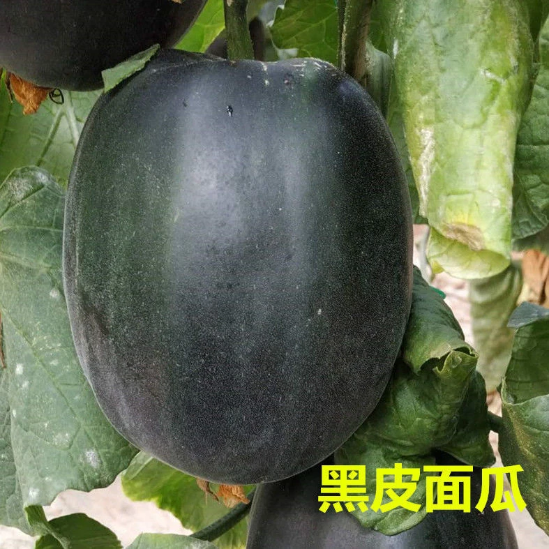 顺丰山东老面瓜黄皮面黑皮瓜花皮面瓜黑皮面瓜低糖面瓜冰糖子