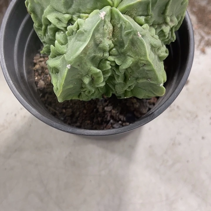 仙人球开花仙人球上