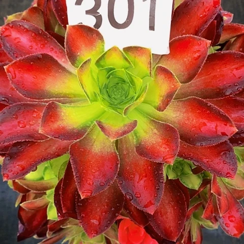 韶华301法师多肉