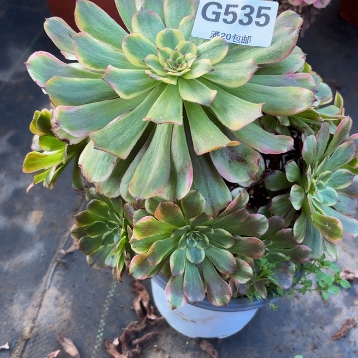 瑞妈多肉园艺535沙皇，