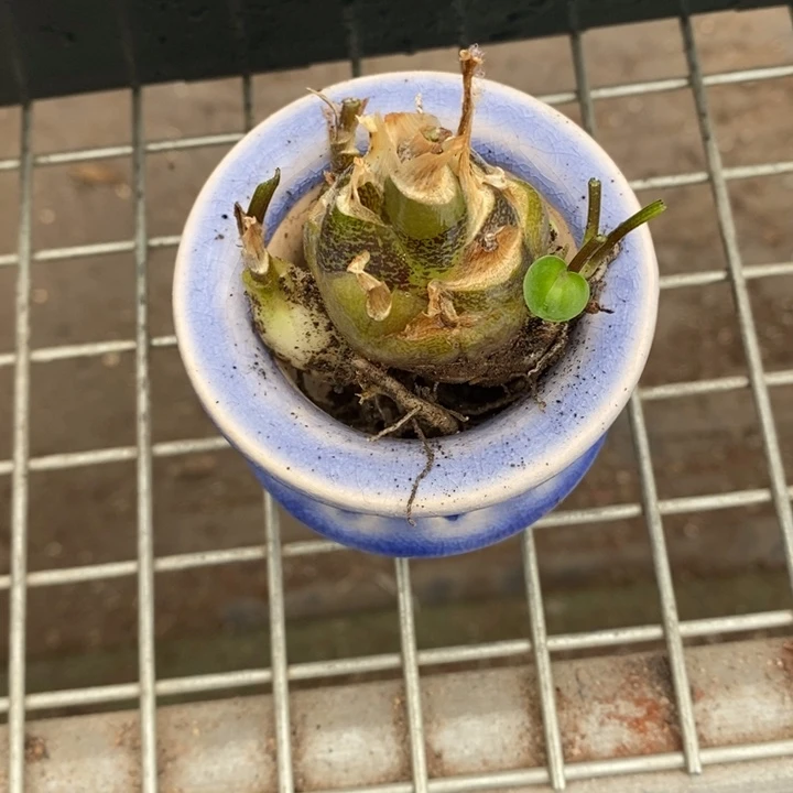 派****啦伯克利和格蕾纳的故事也很