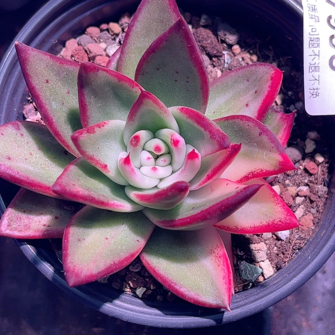 幼***✪尚品园艺福利锦7955