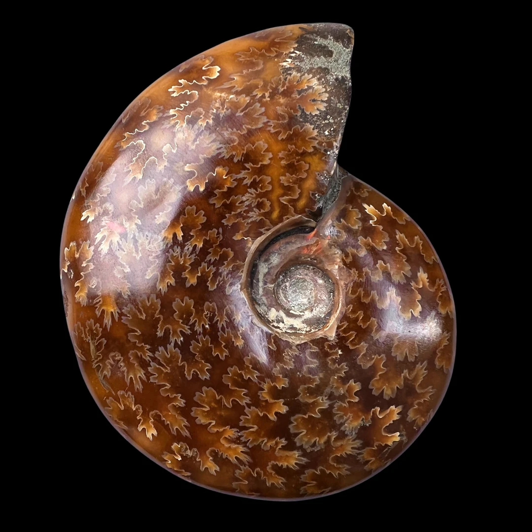 【 叶菊石（手把件）】尺寸101mm 玉化 马达加斯加SS 古贝壳 B