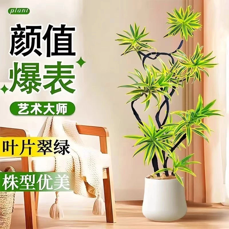 室内金边百合竹绿植盆栽龟背竹鸭脚木南天竹网红大型绿植