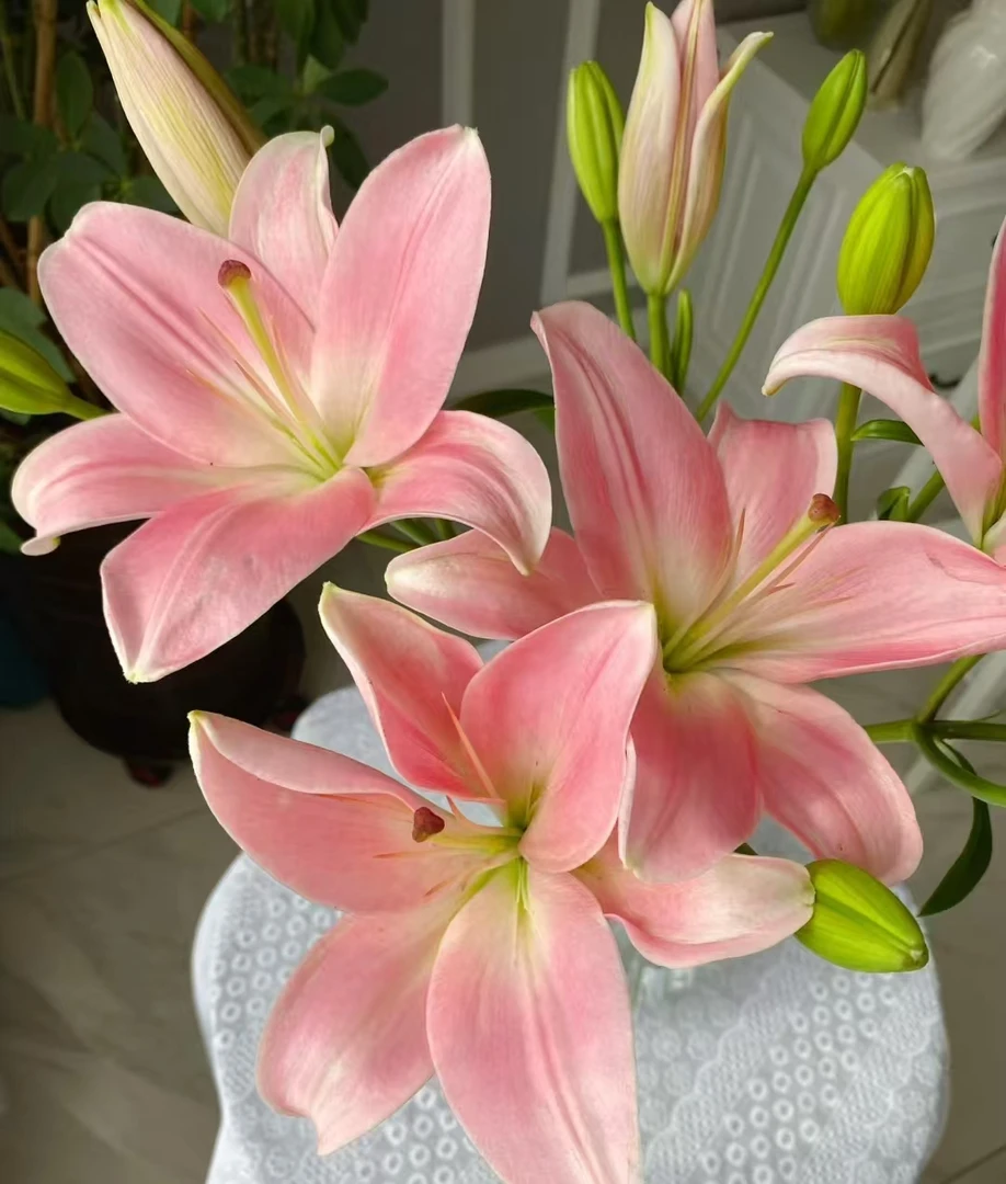 小粉仙无香亚百合多头2支 云南基地鲜花 家养水养