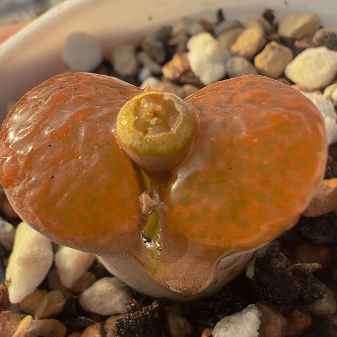 橙蛋糕风铃多肉植物
