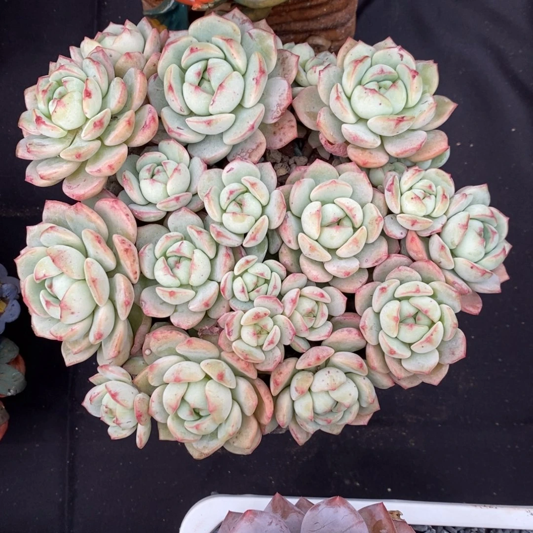 香草 一物一拍。