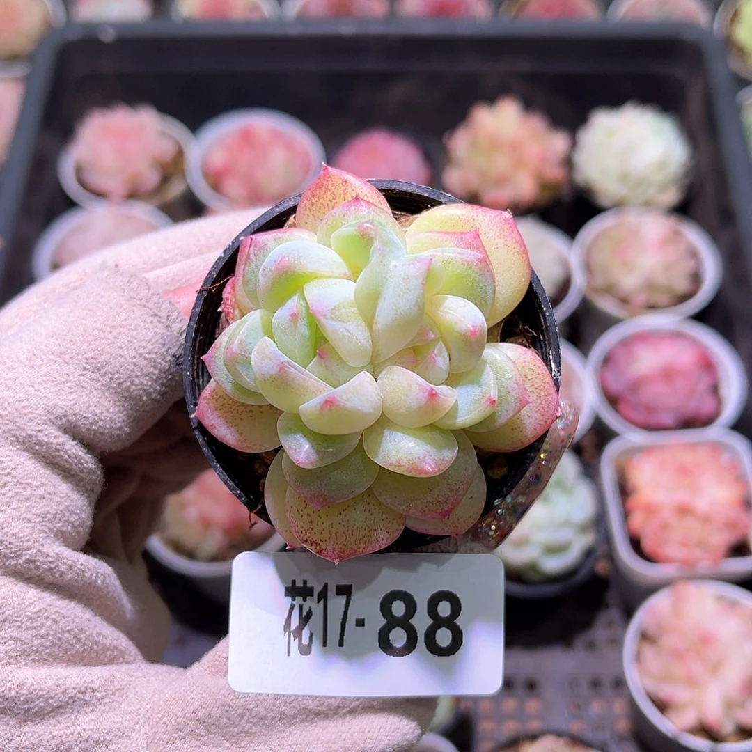 花利美17-88新品双心