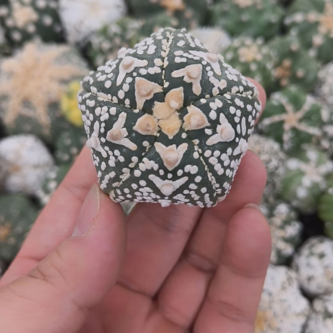 五棱大V琉璃兜兜兜兜