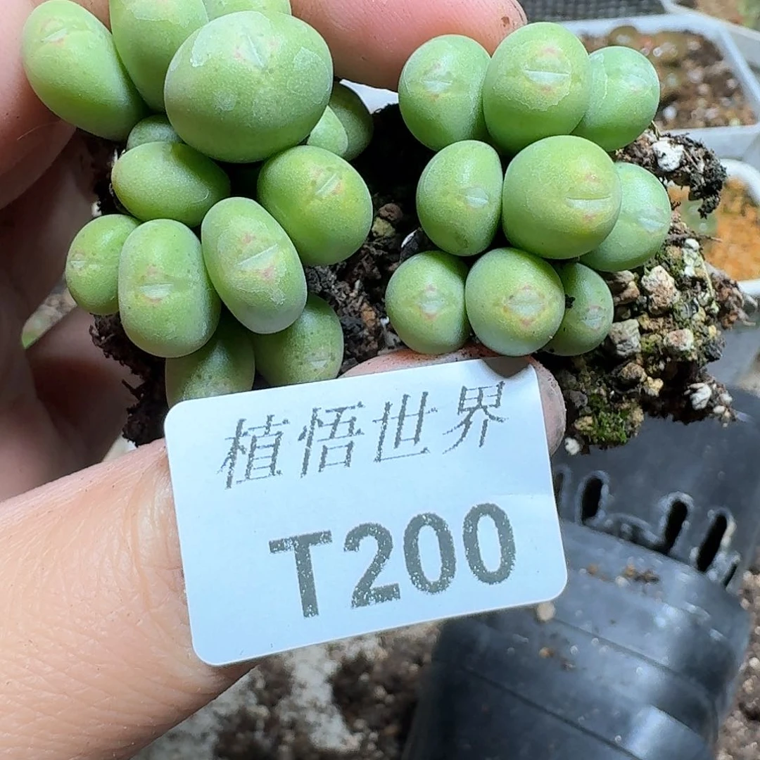 200号多肉植物哇f v