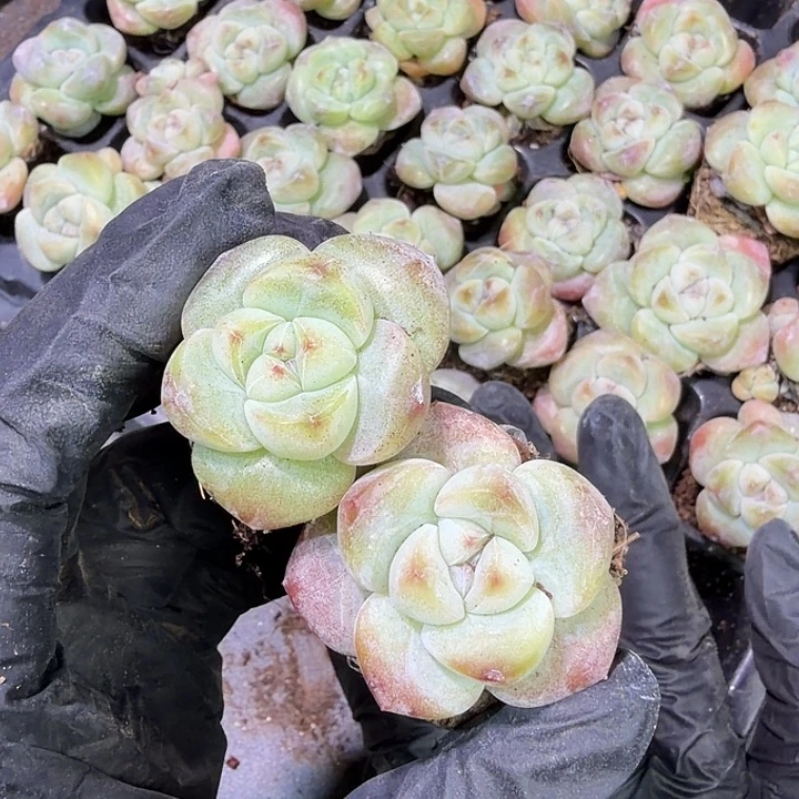 13号大胖子冰玉到手8颗