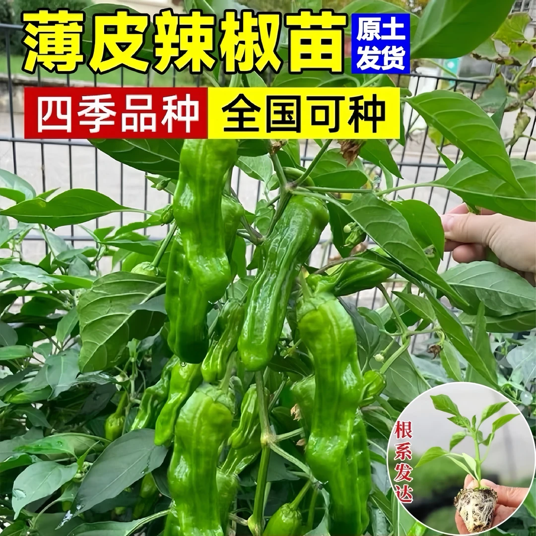 正宗薄皮椒苗秧苗辣椒苗青椒不辣菜椒春种各种菜苗秧苗四季盆栽