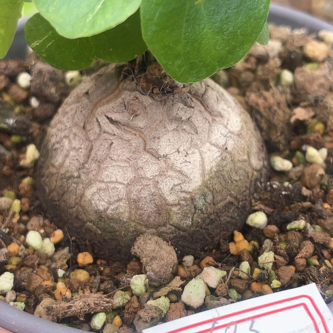 龟甲龙一物一拍683号5cm