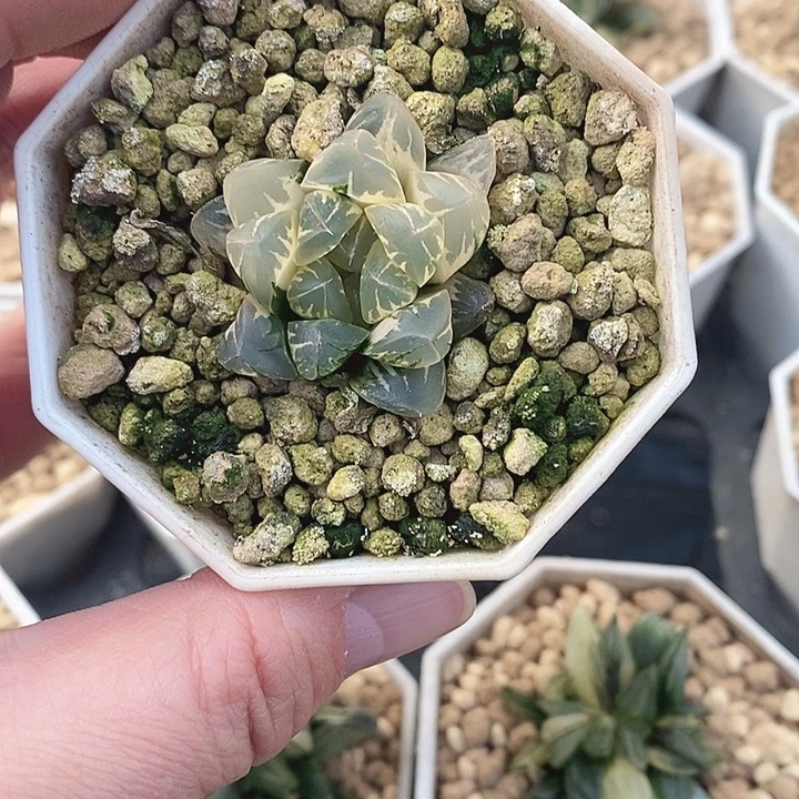 十二卷玉露锦北极之光锦