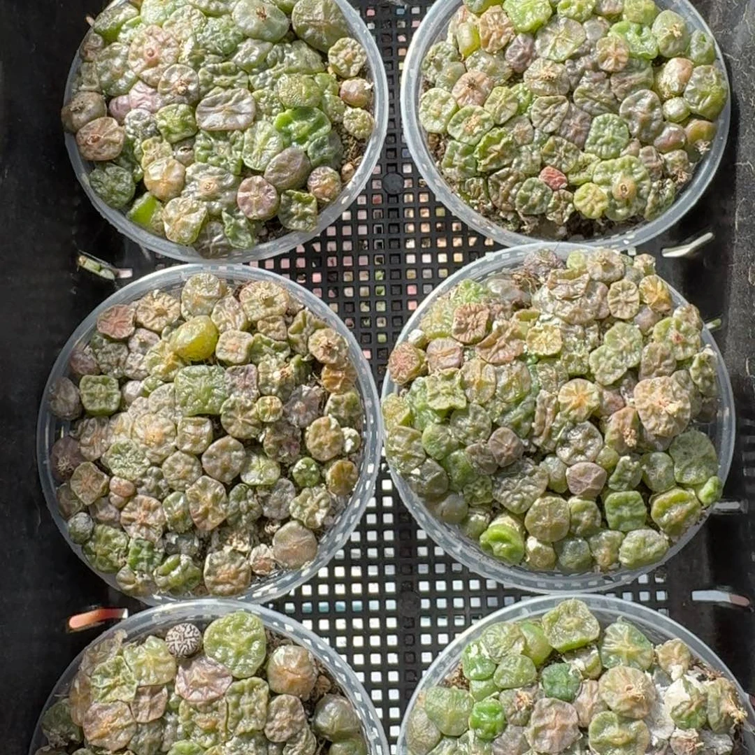 新 烧卖切糕福利一盆