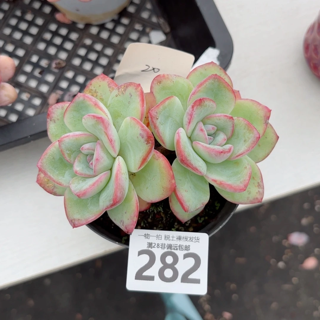 泡芙双头无盆土发货