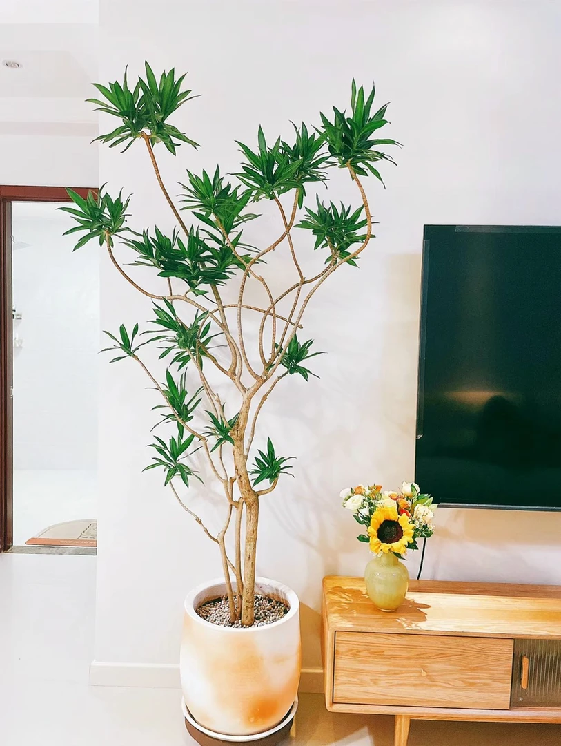 造型百合竹客厅绿植室内大型落地式大盆栽真花植物办公室大绿植