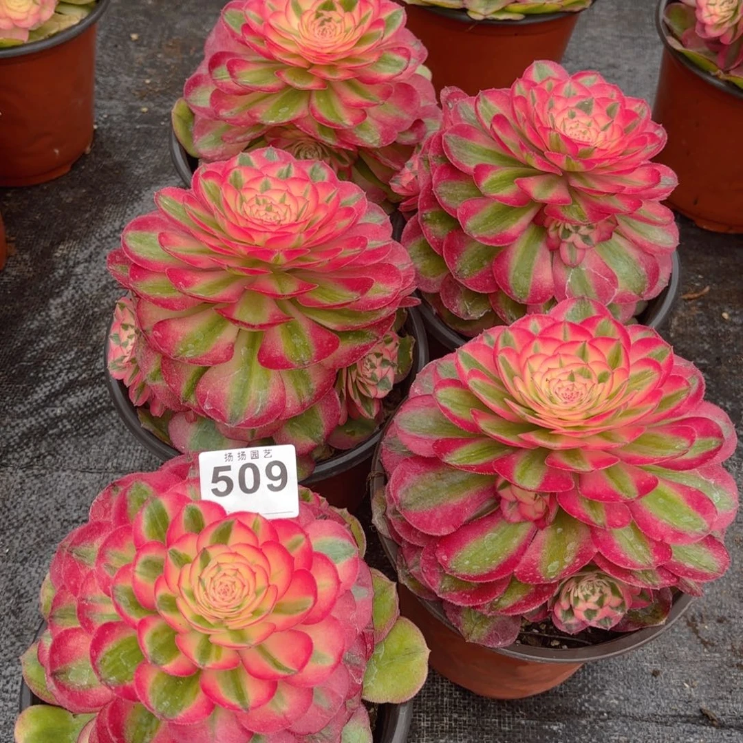 123  509多肉法师