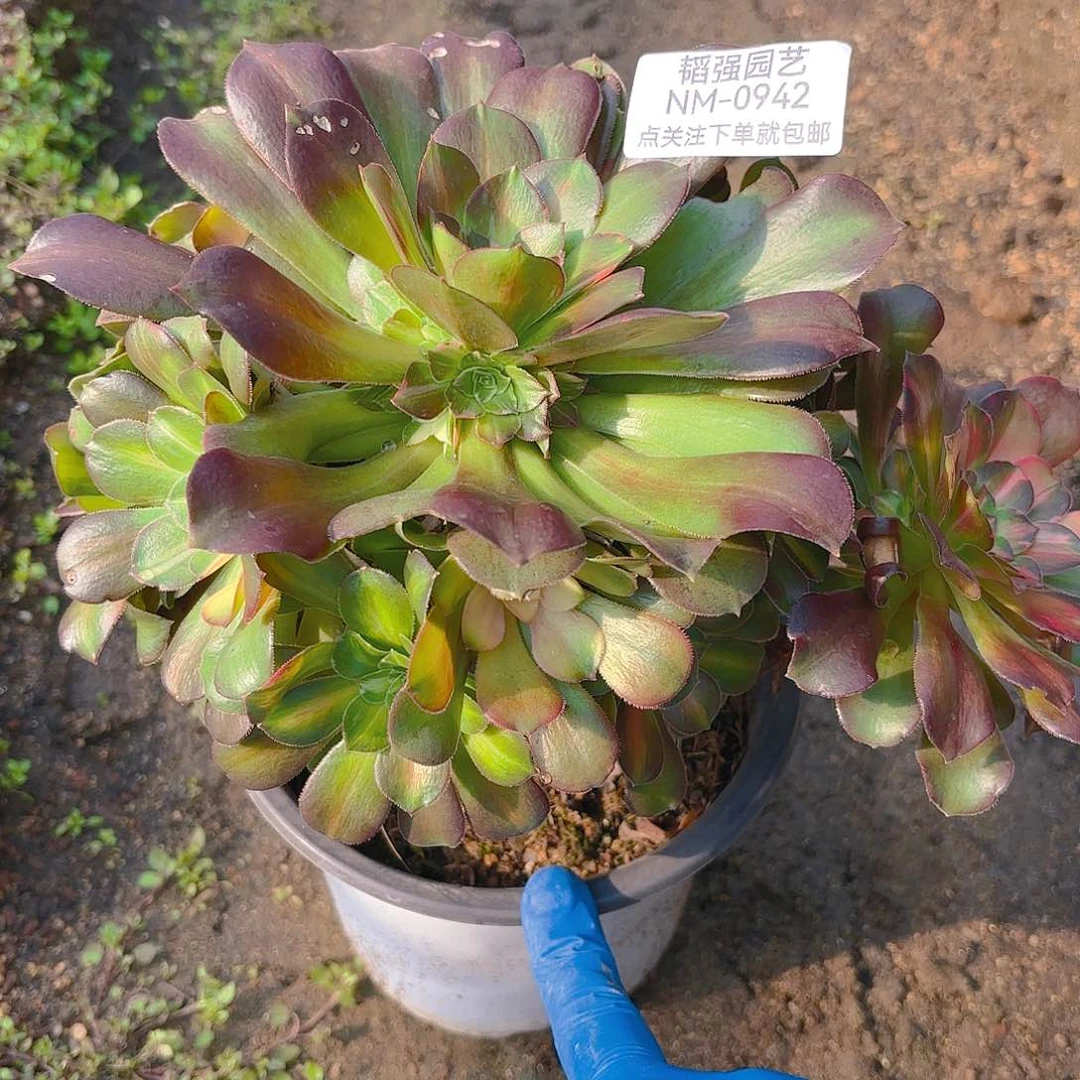 韶秀七彩多肉植物942