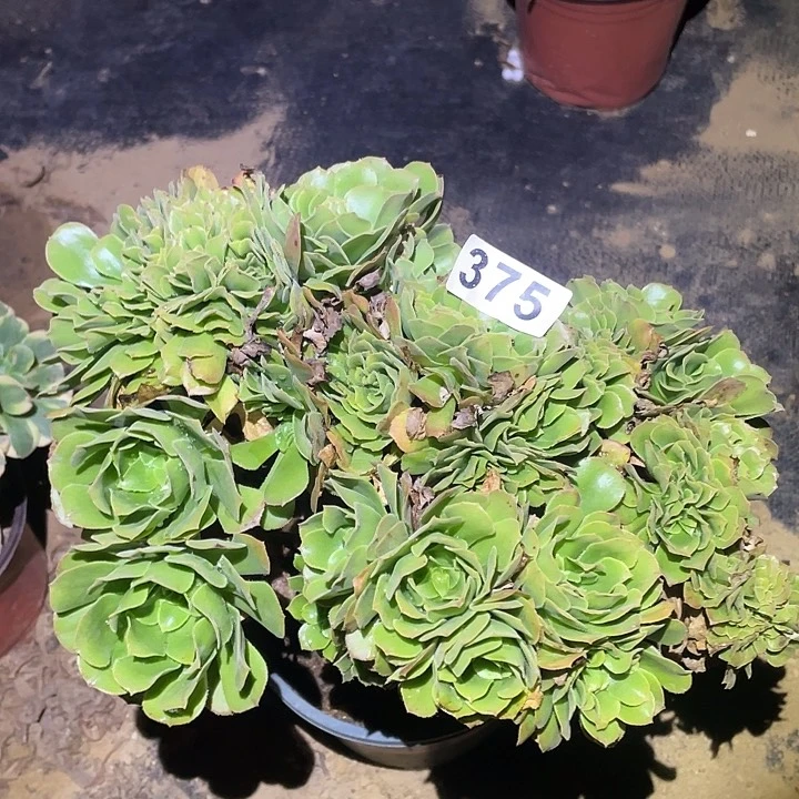 多肉植物断枝不包375绿杨蓉缀