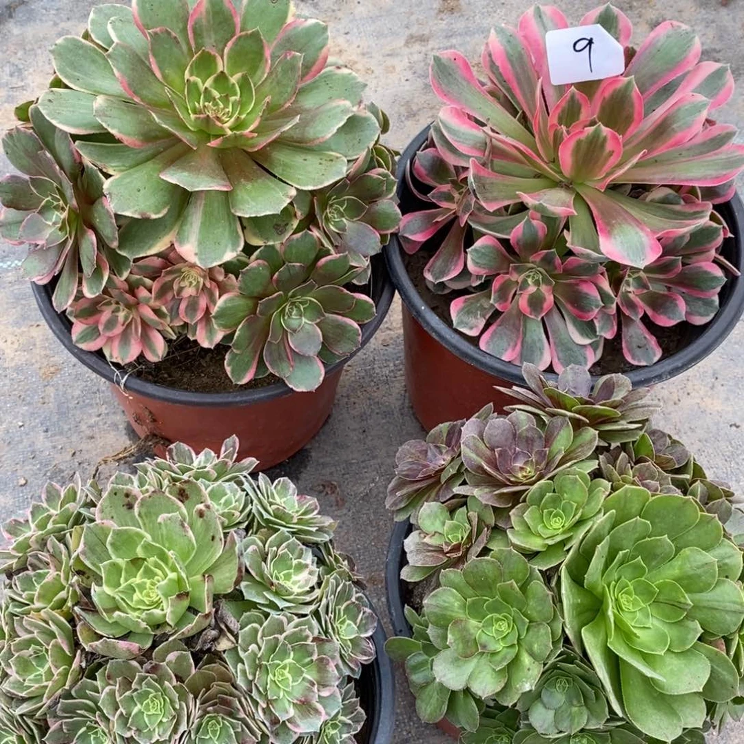 多肉植物组合拼盘9