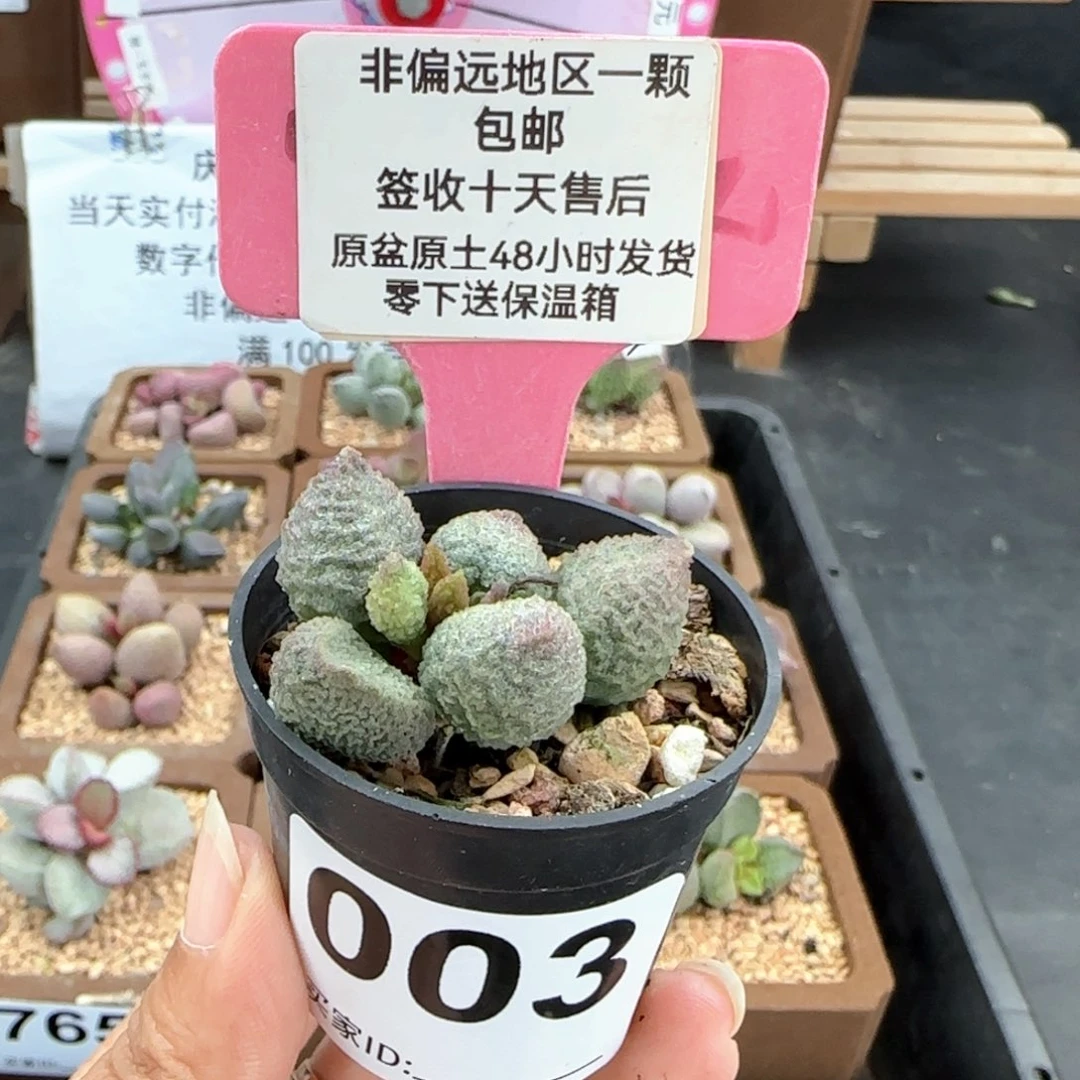 083实生多肉植物