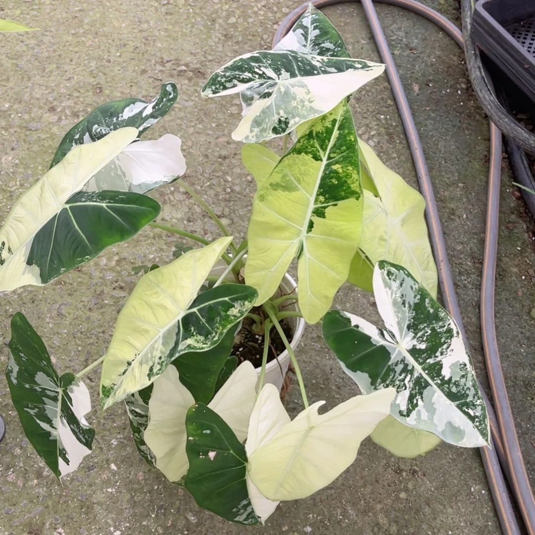 完全开放天鹅绒锦