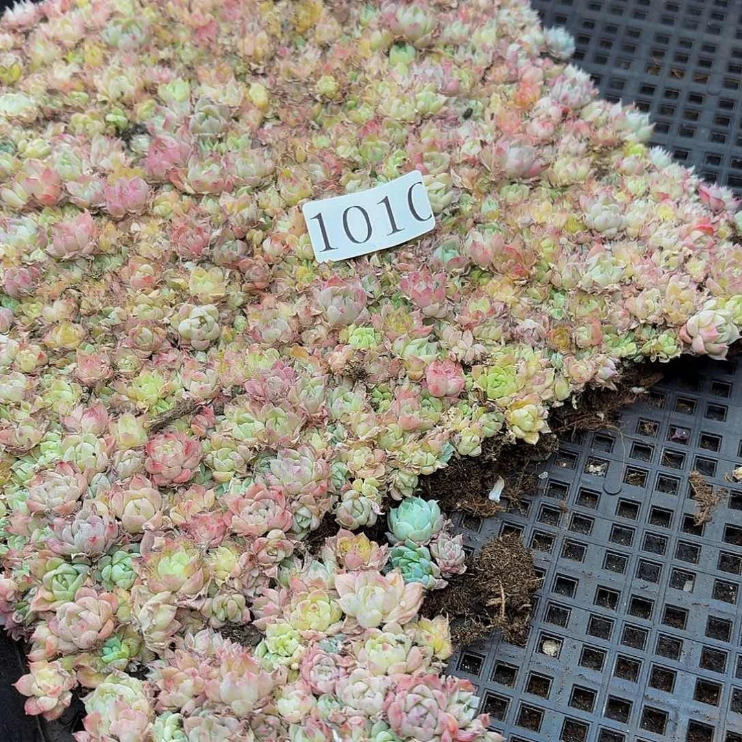 大****馆多肉植物多肉植物1010