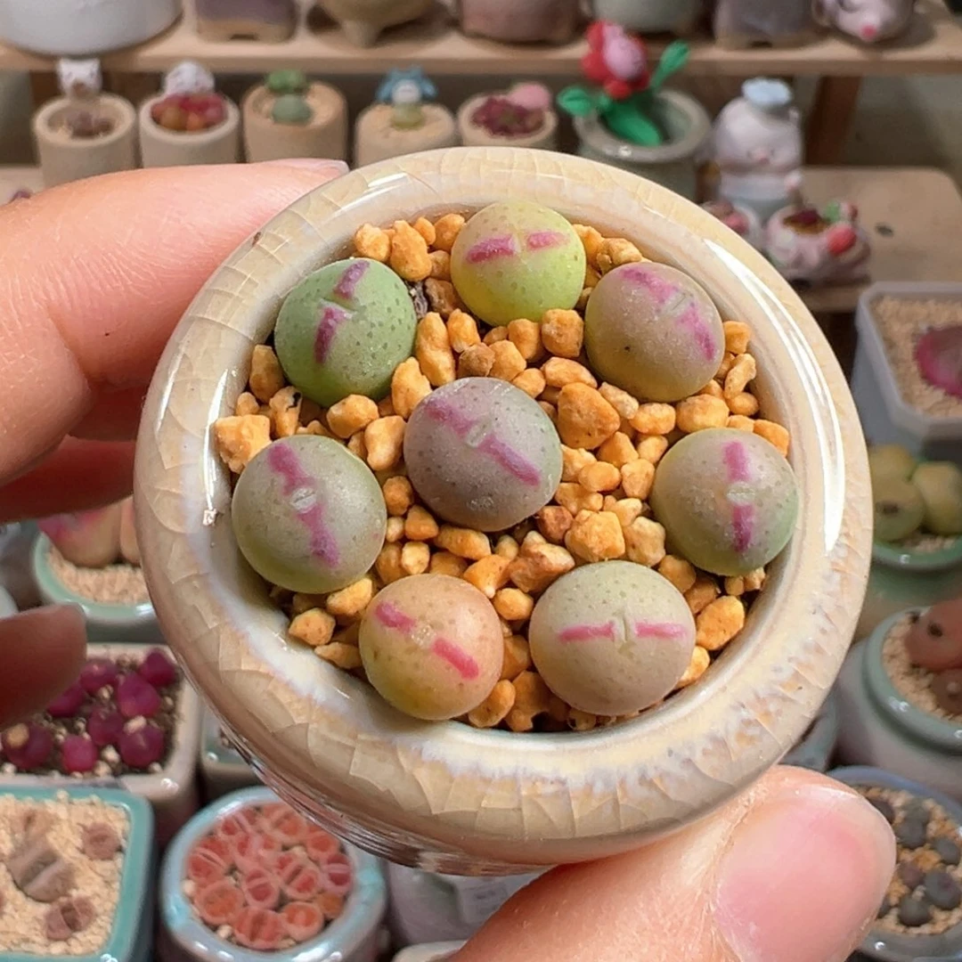 多肉植物14号少将