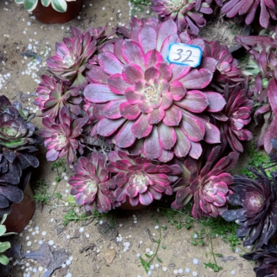 【闪购商品】多肉植物黑金刚32