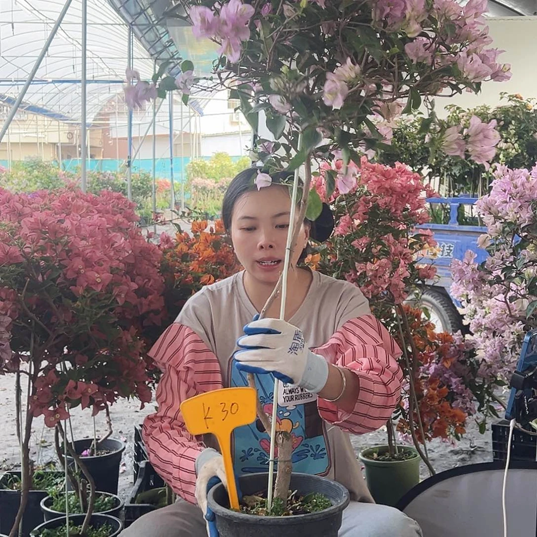 新***）大部分花苞少量开放K30丽娜