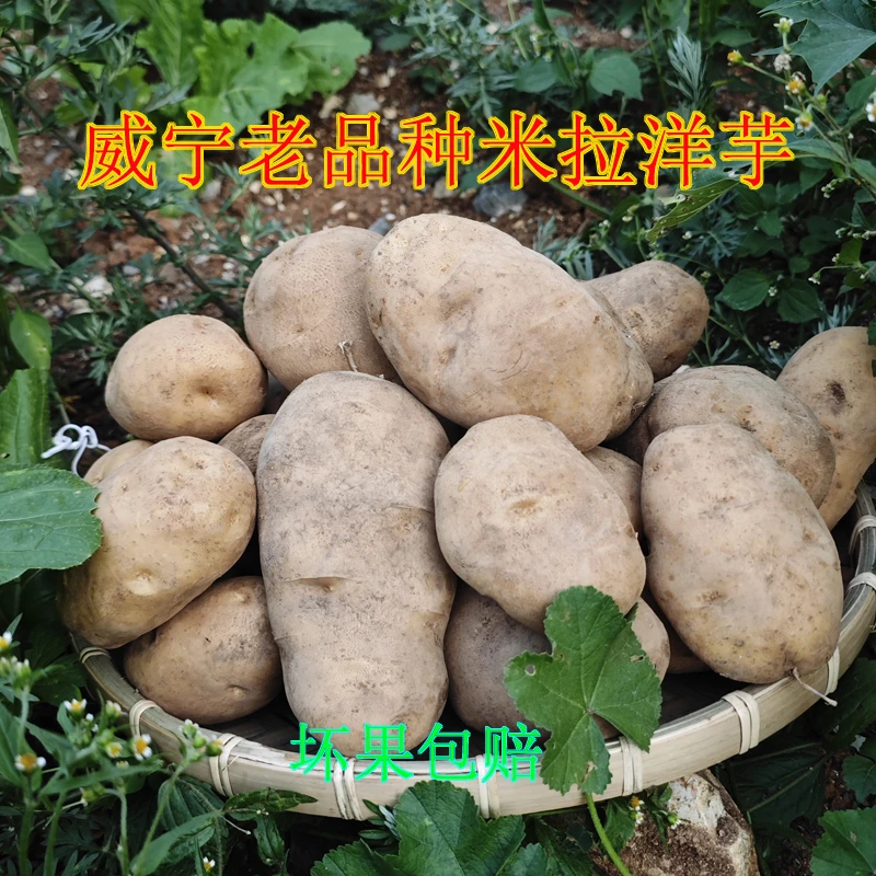 贵州土豆威宁洋芋老品种黄心土豆米拉洋芋新鲜土豆农家自种马铃薯
