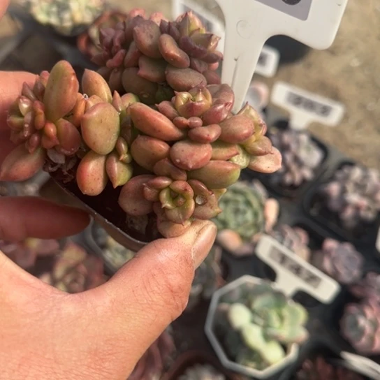 156苹果花多肉植物的