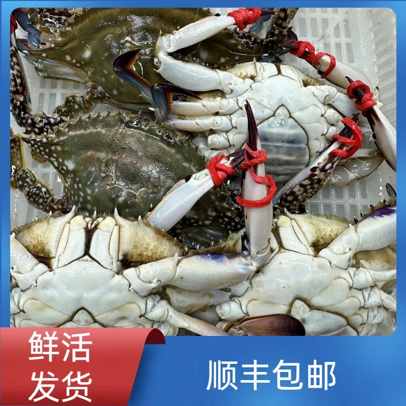 【保鲜不保活】东港母飞蟹三点黄2斤起单只3两左右(海蟹易掉腿)