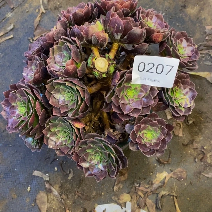 赤焰莲多肉断头不包0207