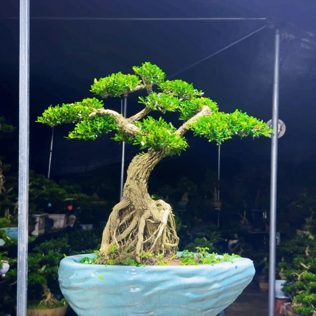 无花朵黄杨木