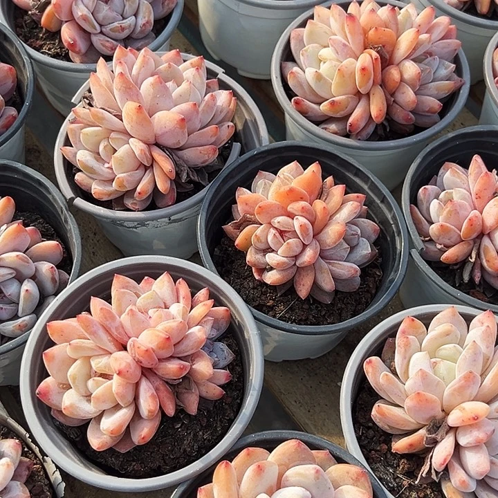 团  101   多头   雪天使