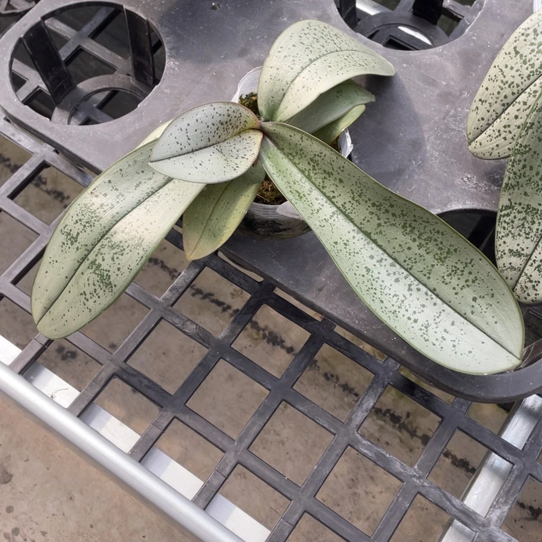 当前无花栽培后可以开花