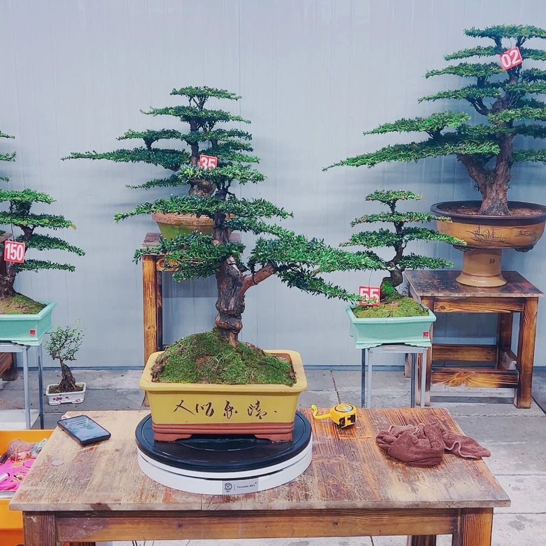无花朵红芽珍珠罗汉松