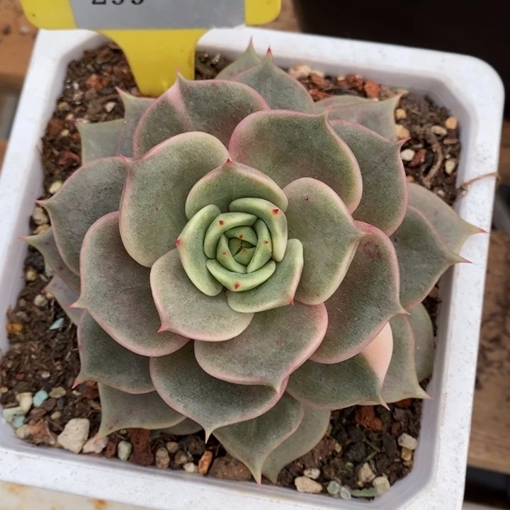 D299- 直播福利 贝加尔湖锦