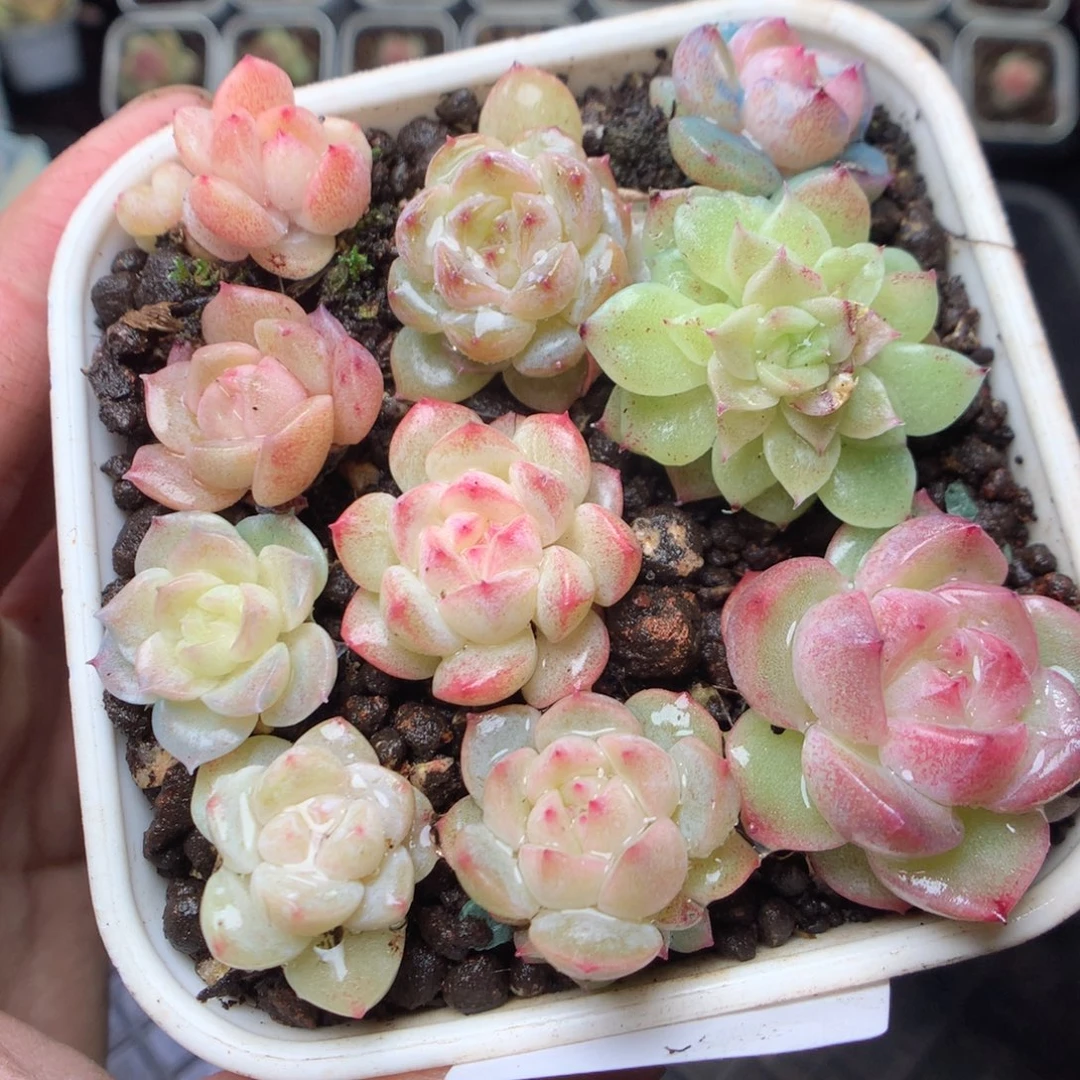 无花朵W60yyyyyyyy