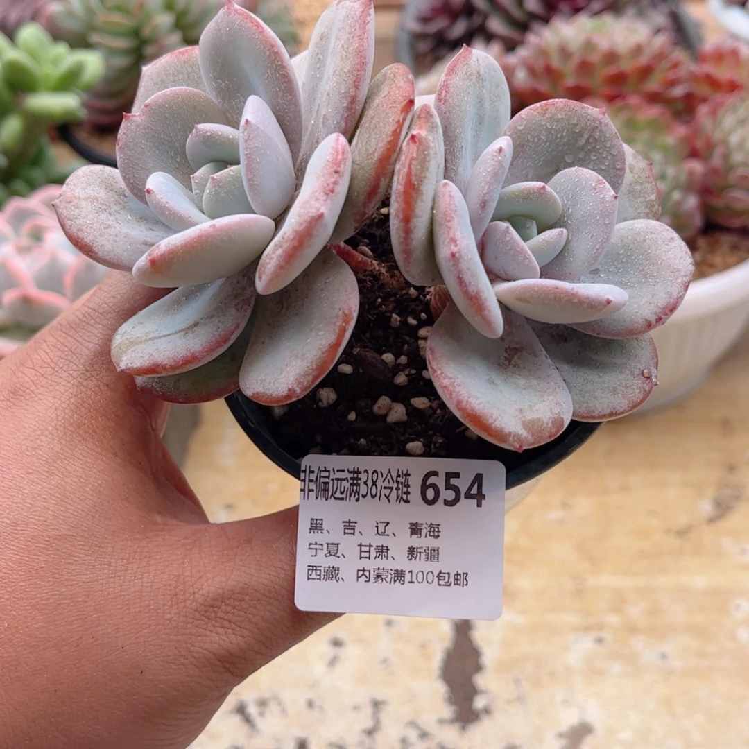 654奶茶德华多肉