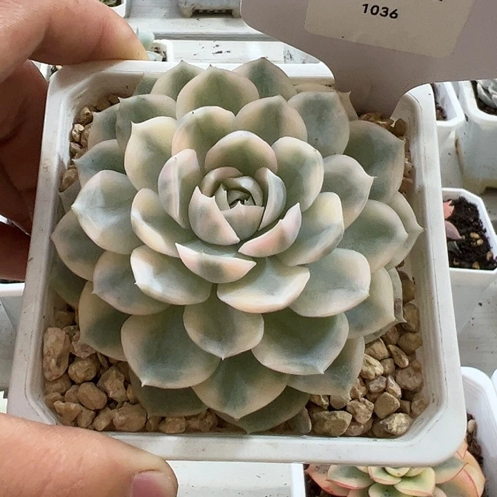 1036号雪球锦多肉