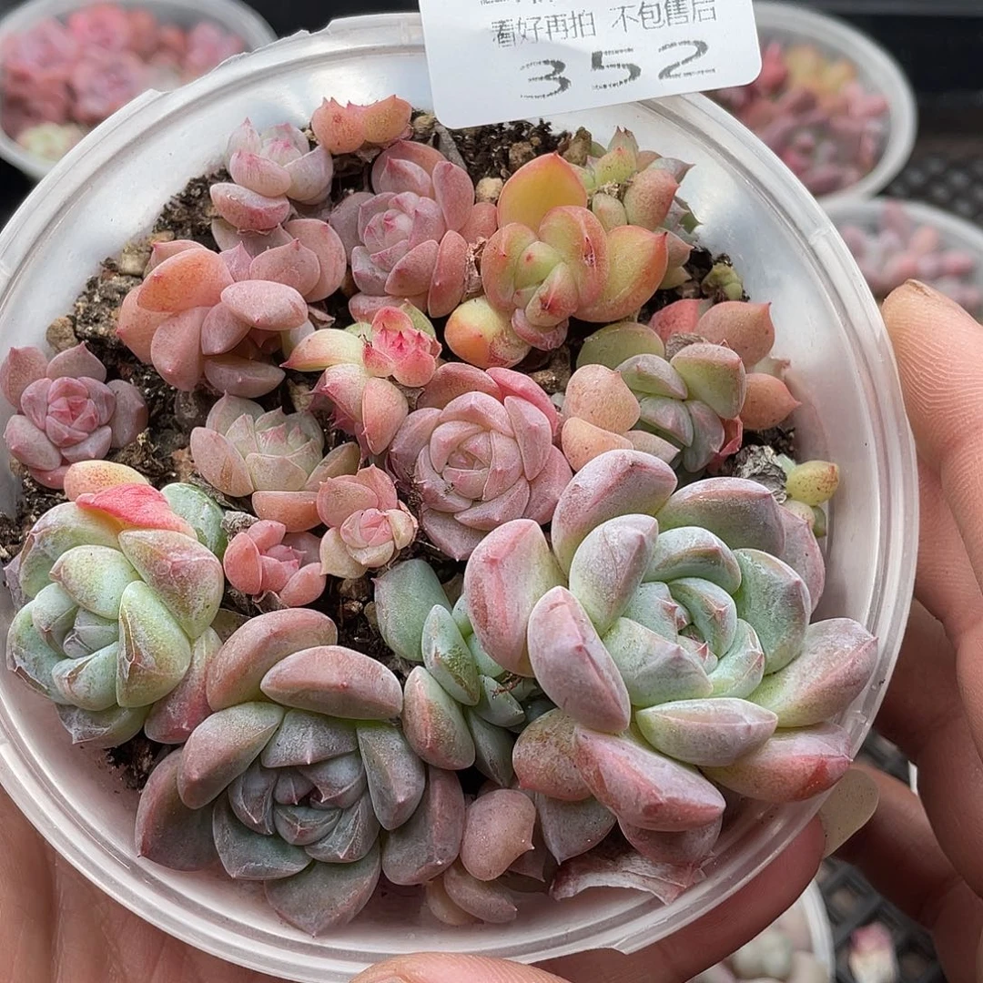 云糖心多肉植物352