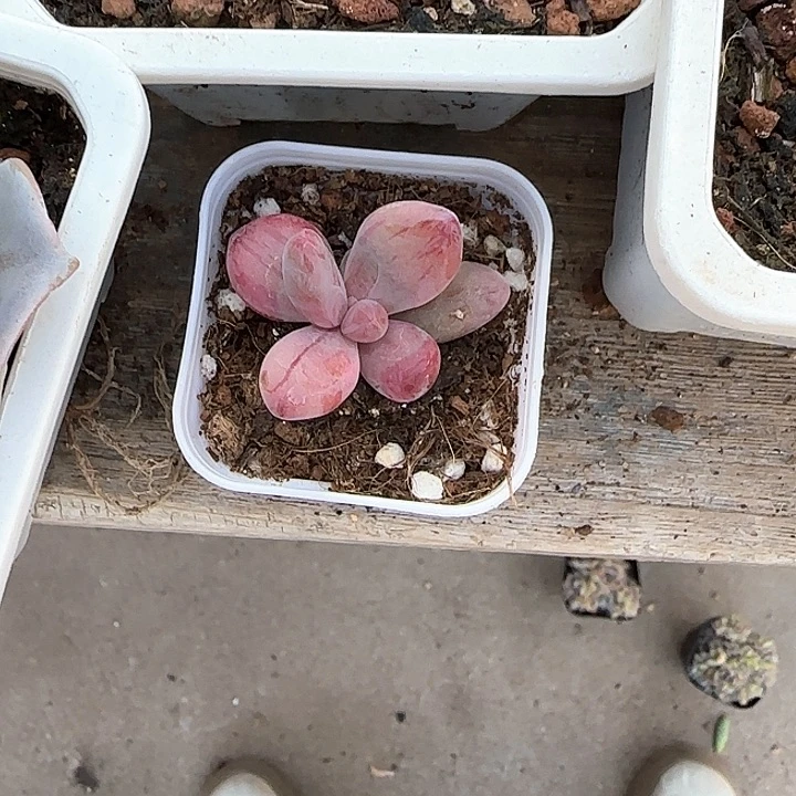 青蛙王子儿童牙膏111