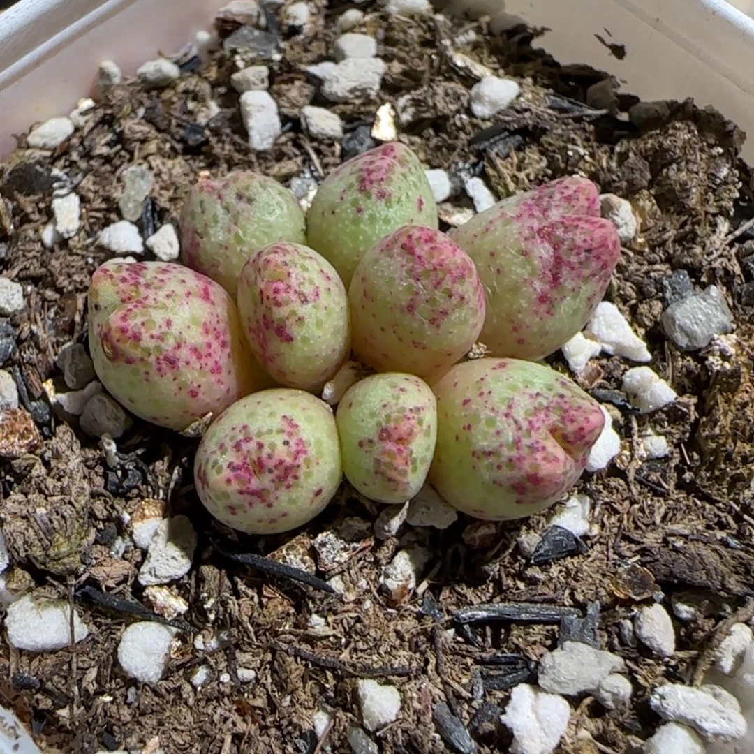 肉锥多肉植物组合-草莓斑马有疤850