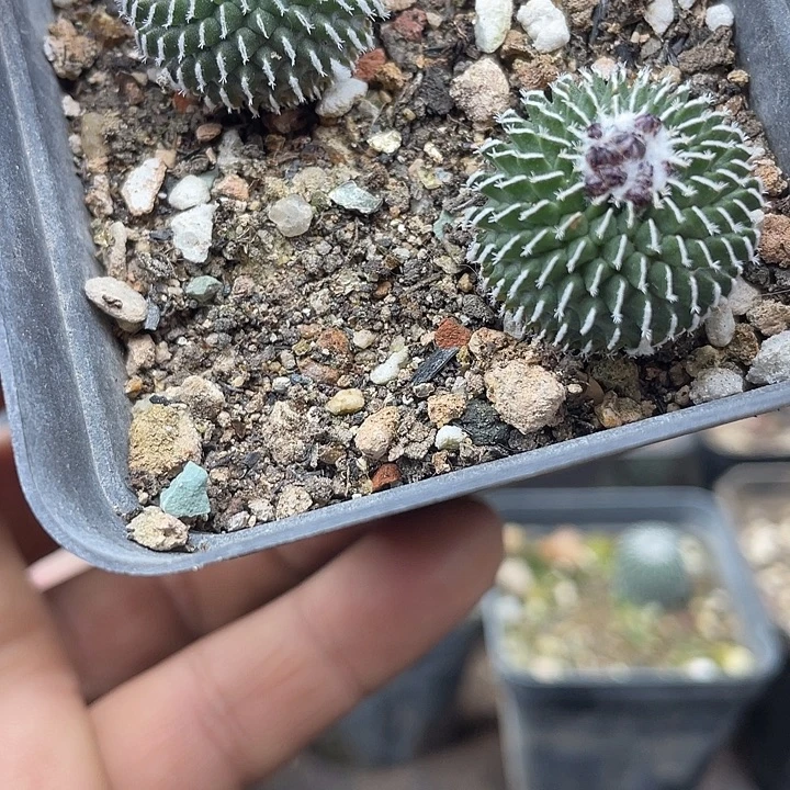 实生精巧殿刺缀两颗一起