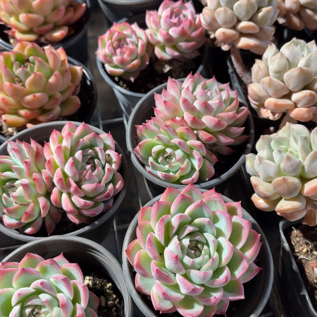 粉水晶多肉9㎝盆单头